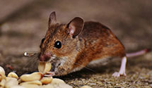 24 Hour & Emergency Exterminators in Gratz, PA